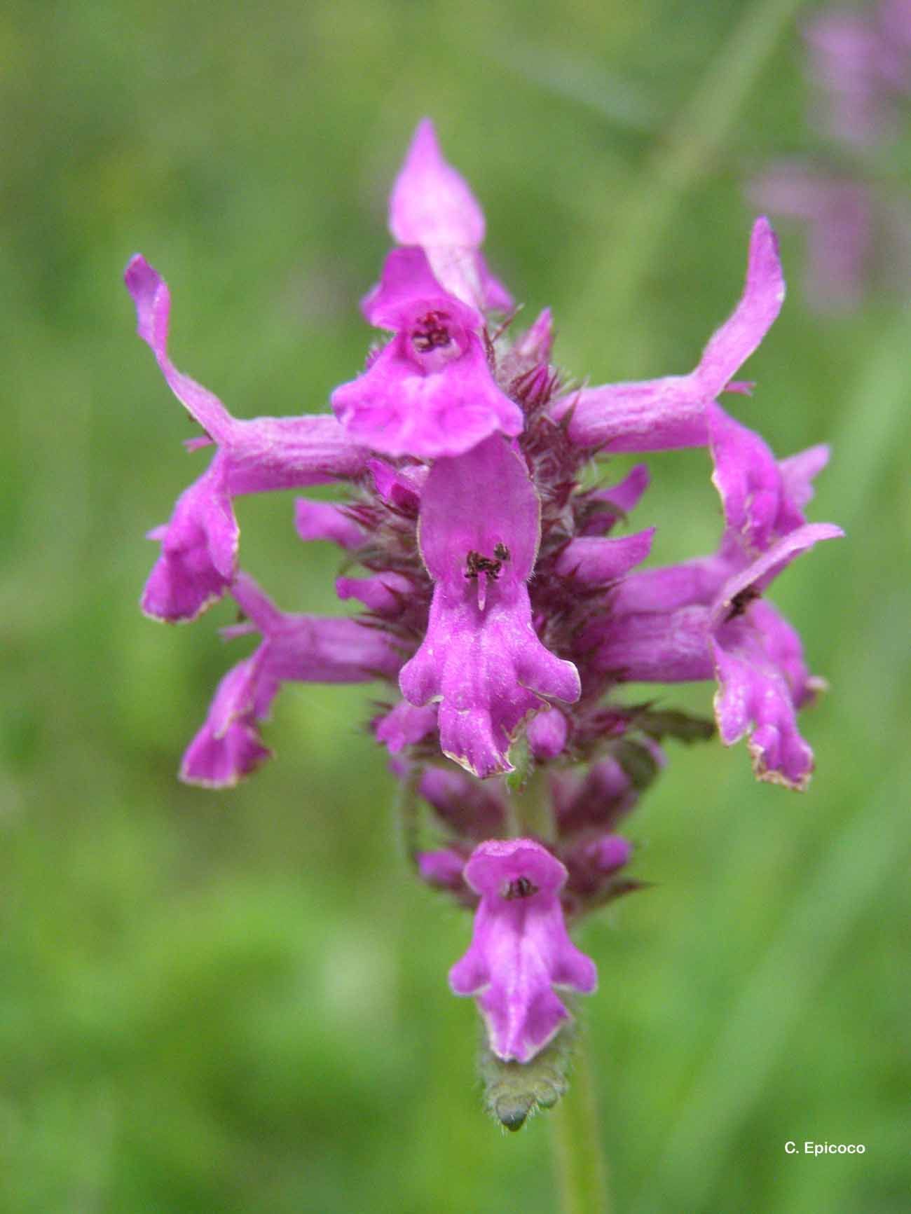 Слика од <i>Stachys officinalis</i> (L.) Trevis.