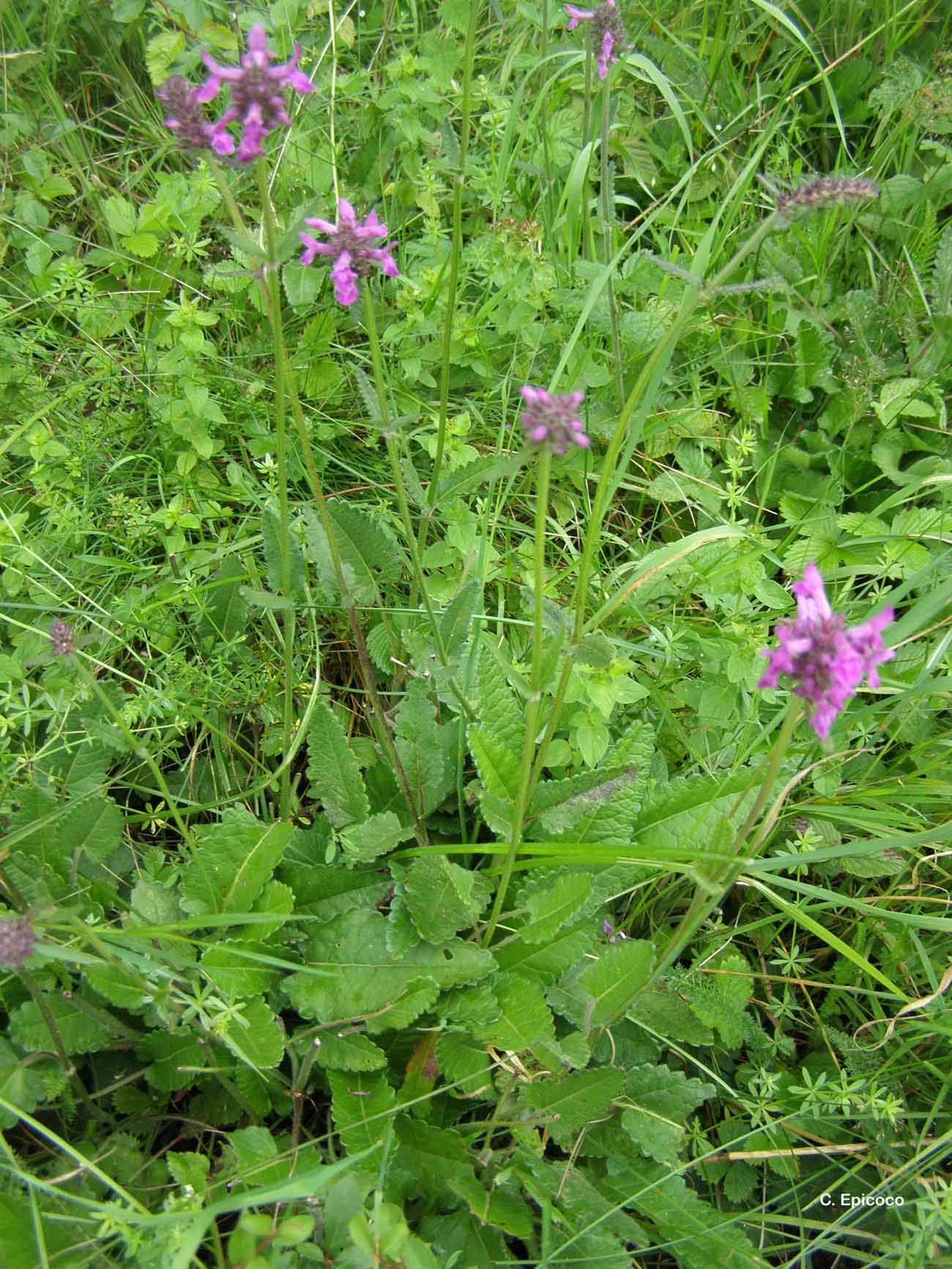 Слика од <i>Stachys officinalis</i> (L.) Trevis.