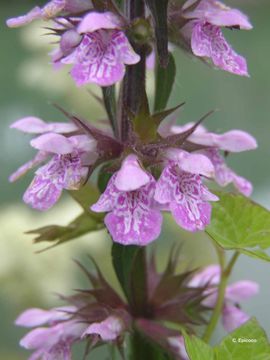 Image of Hedge-nettle