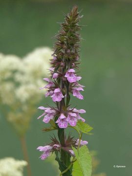 Image of Hedge-nettle