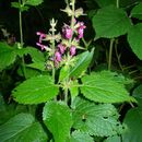 Imagem de Stachys sylvatica L.