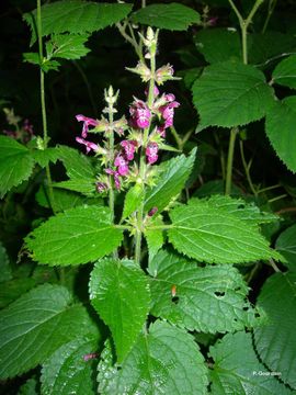 Stachys sylvatica L. resmi