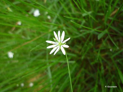 صورة Stellaria graminea L.