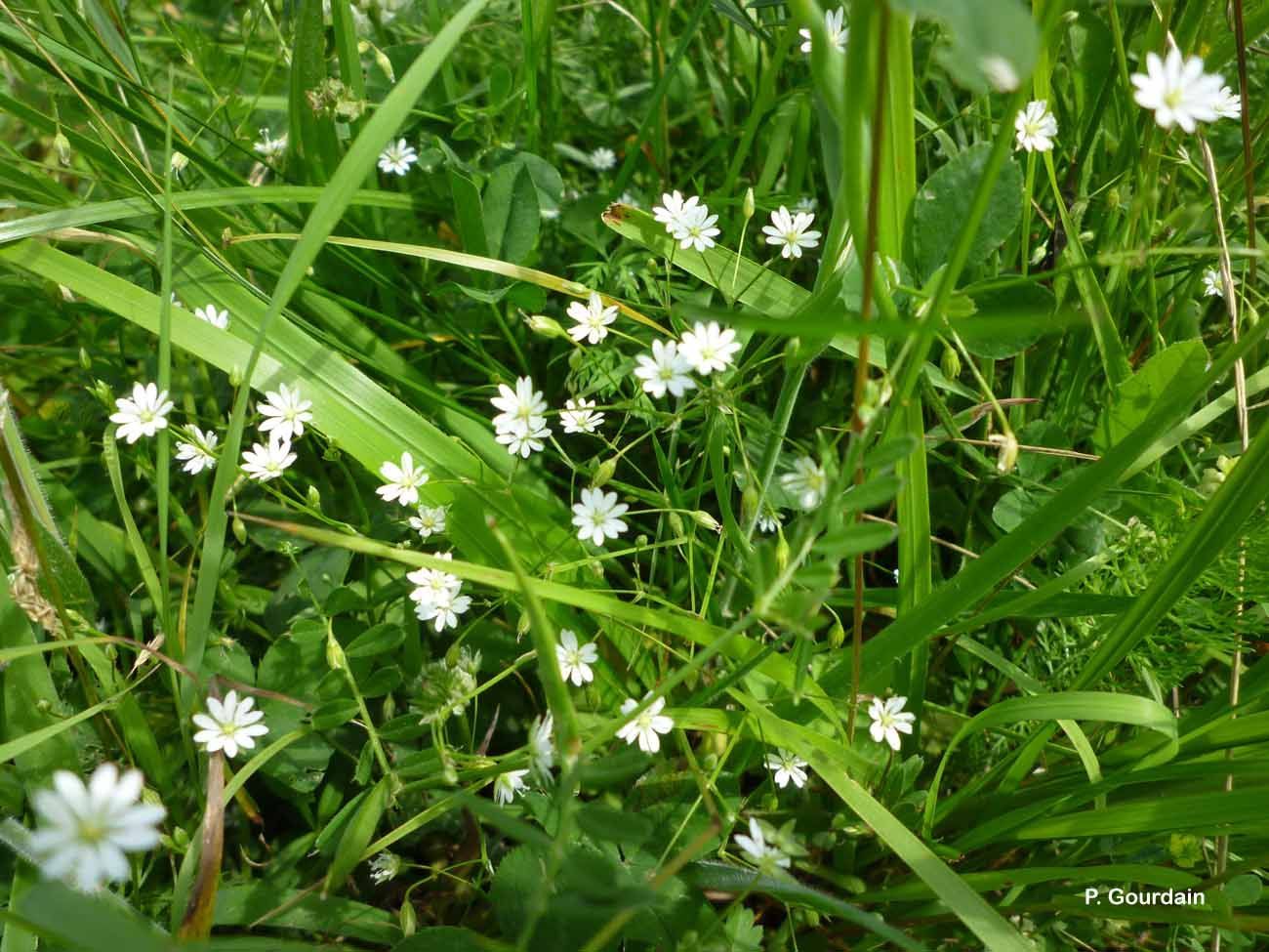 Imagem de Stellaria graminea L.