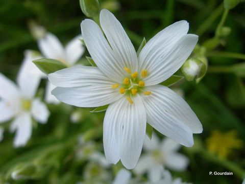 صورة Stellaria holostea L.