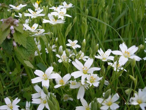 صورة Stellaria holostea L.