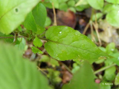 Image of wood stitchwort