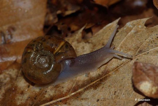 Image of Escargot de Quimper