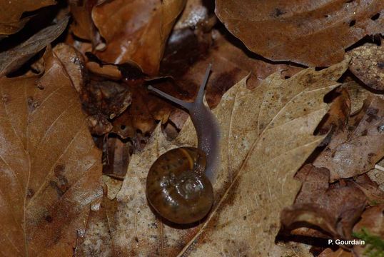 Image of Escargot de Quimper