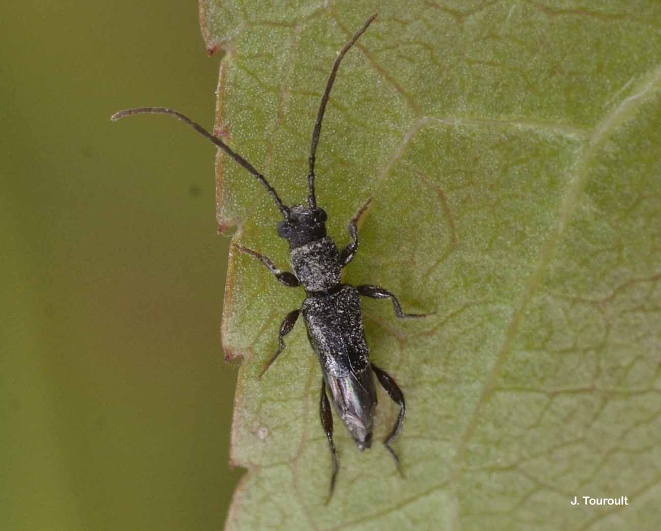 صورة Nathrius brevipennis (Mulsant 1839)