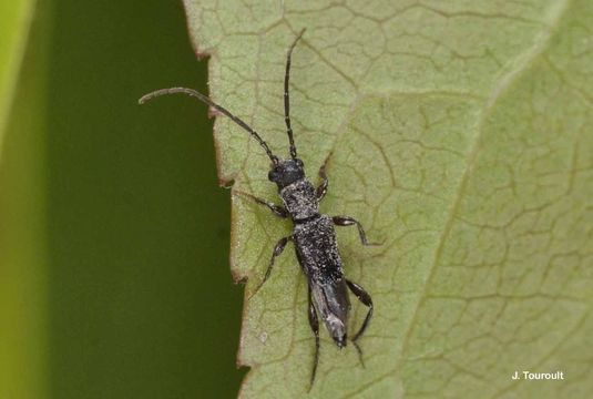 Image of Nathrius brevipennis (Mulsant 1839)