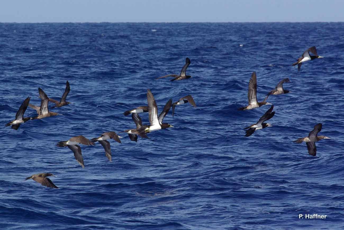 Image of Brown Booby