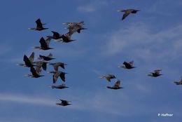 Image of Double-crested Cormorant