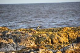 Butorides virescens (Linnaeus 1758) resmi