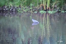 Butorides virescens (Linnaeus 1758) resmi