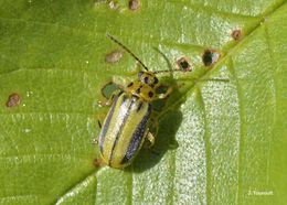 Image of Elm Leaf Beetle