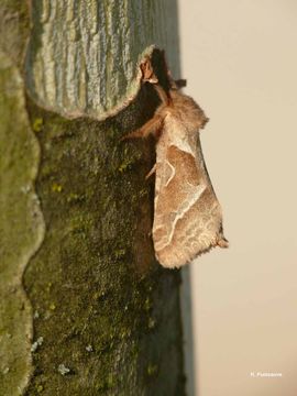 Image of orange moth