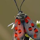 Image of Zygaena rhadamanthus Esper 1793