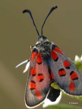 Image of Zygaena rhadamanthus Esper 1793