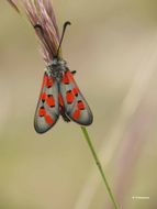 Plancia ëd Zygaena rhadamanthus Esper 1793