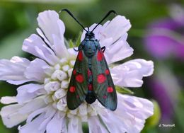 Imagem de Zygaena ephialtes Linnaeus 1767