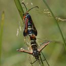 Image of <i>Pyropteron chrysidiforme</i>