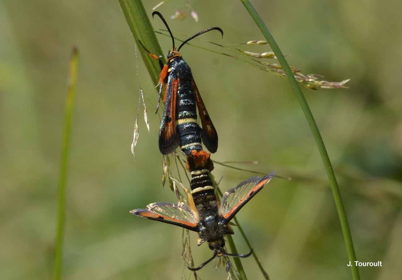 Image of <i>Pyropteron chrysidiforme</i>