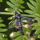 Image of red-belted clearwing