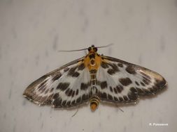 Image of Grass moth