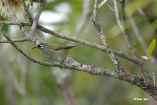 Image of Reunion Olive White-eye