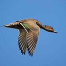 Image of Eaton's Pintail