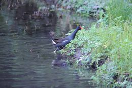 Plancia ëd Gallinula tenebrosa Gould 1846