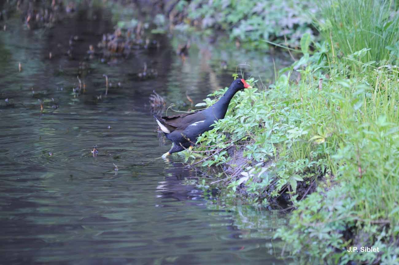 Gallinula tenebrosa Gould 1846 resmi