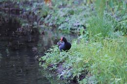 Plancia ëd Gallinula tenebrosa Gould 1846