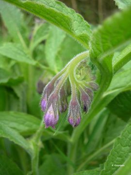 Image of boneset