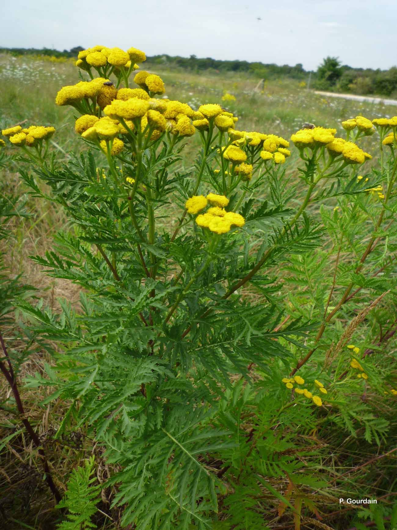 Plancia ëd Tanacetum vulgare L.