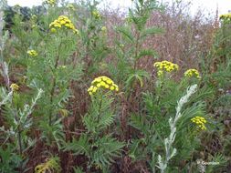 Image of common tansy