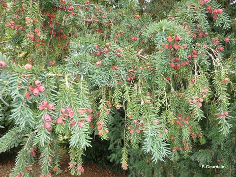 Image of English yew