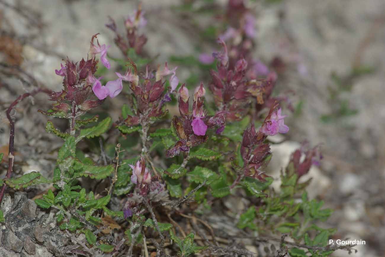 Image of wall germander