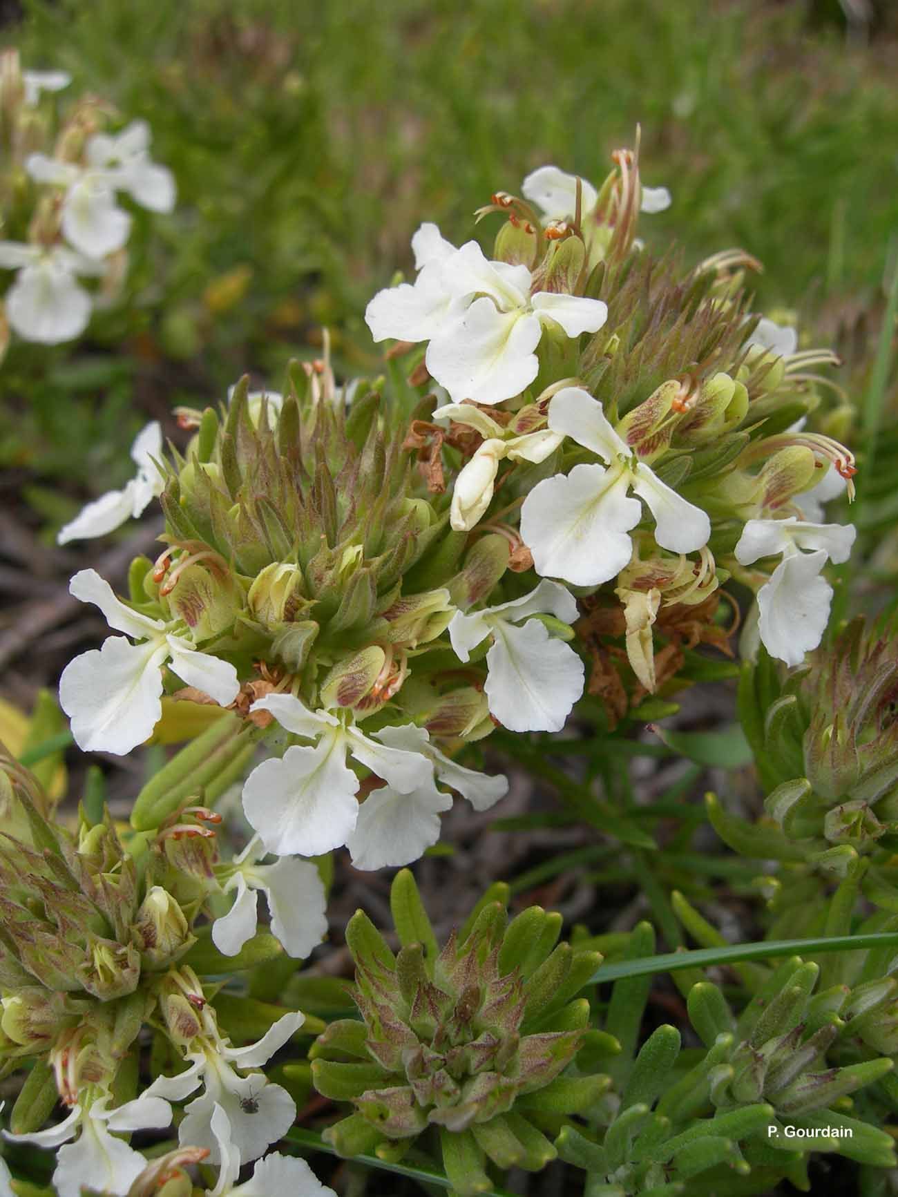 Image of mountain germander