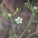 Image of bastard toadflax