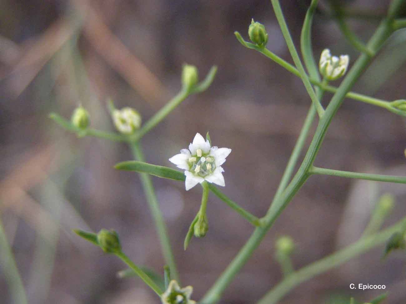 Image of bastard toadflax