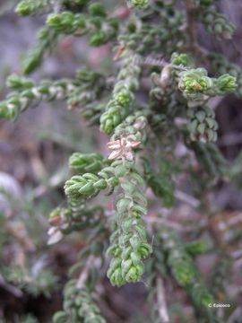 Image of Thymelaea hirsuta (L.) Endl.