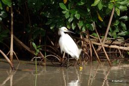 Image de Aigrette neigeuse