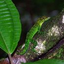 Image of Guadeloupean anole