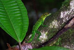 Image of Guadeloupean anole