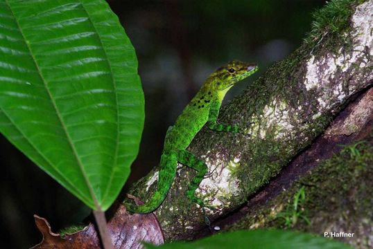 Sivun Anolis marmoratus alliaceus Cope 1864 kuva