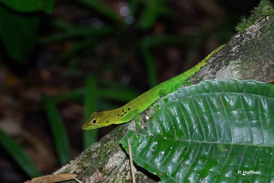 Image of Guadeloupean anole