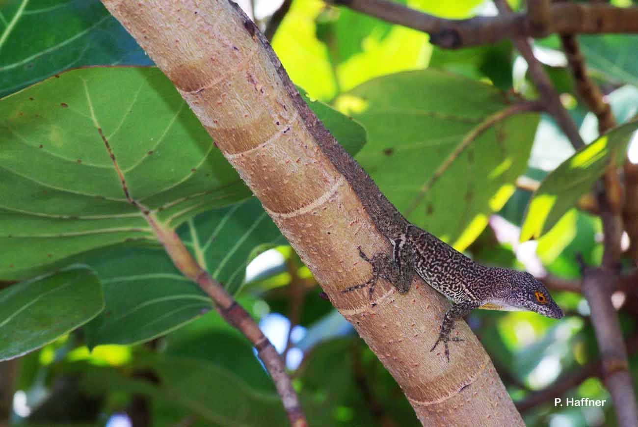 Image of <i>Anolis marmoratus desiradei</i> Lazell 1964