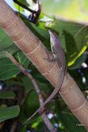 Image of <i>Anolis marmoratus desiradei</i> Lazell 1964